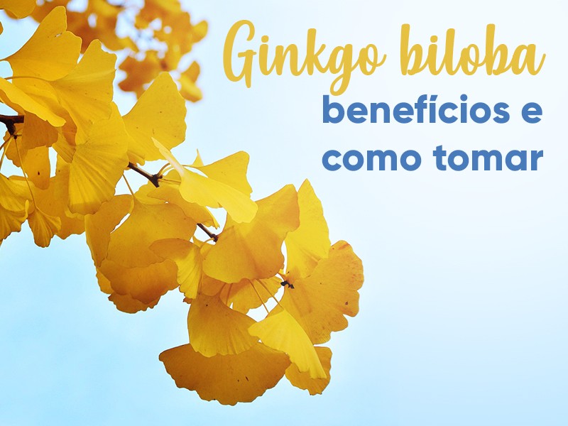 Ginkgo biloba: benefcios e como tomar